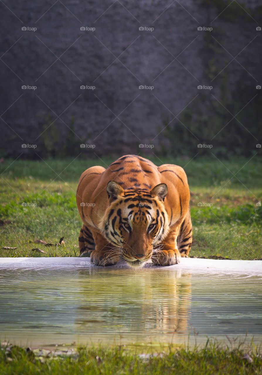Tiger Drinking water