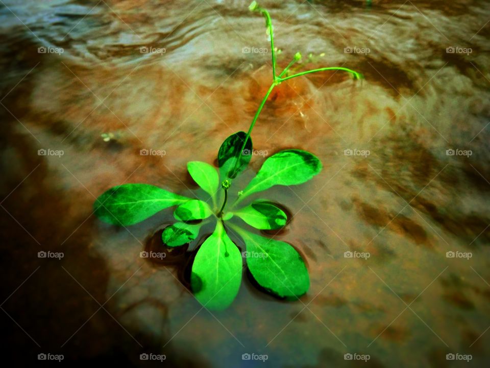 Flower in water