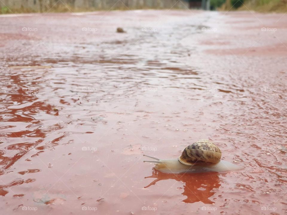 Snail#water#rain#reflect#road