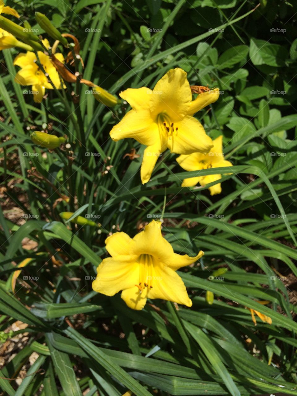 Lilies. Yellow lilies