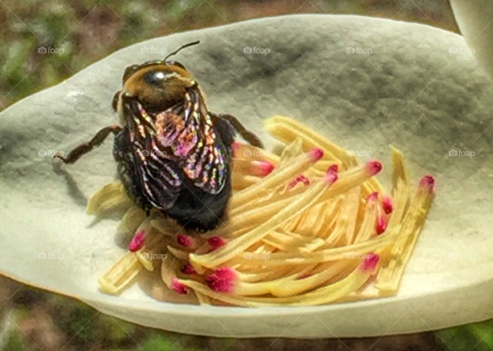Bee on magnolia petal 