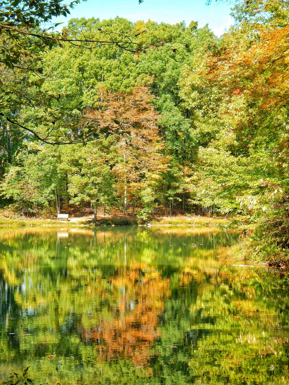 Beautiful fall in the forest