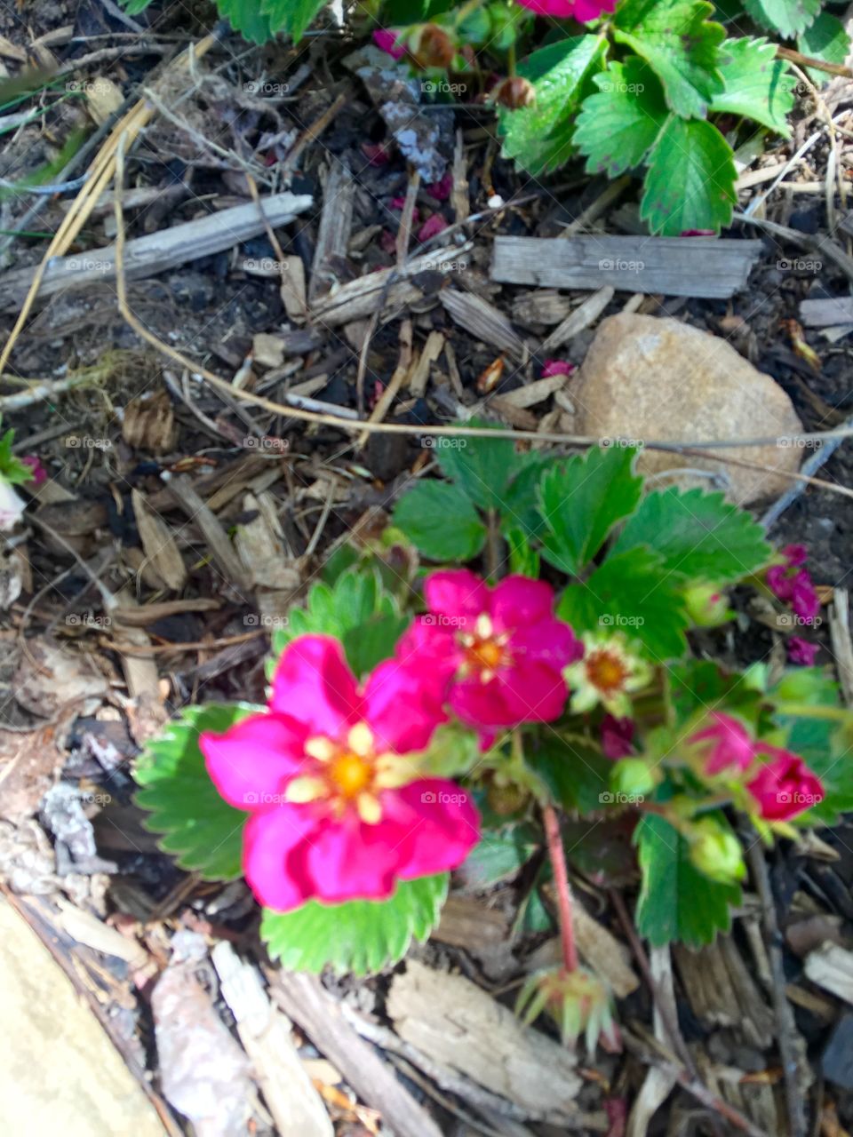 Strawberry Plant flowers 