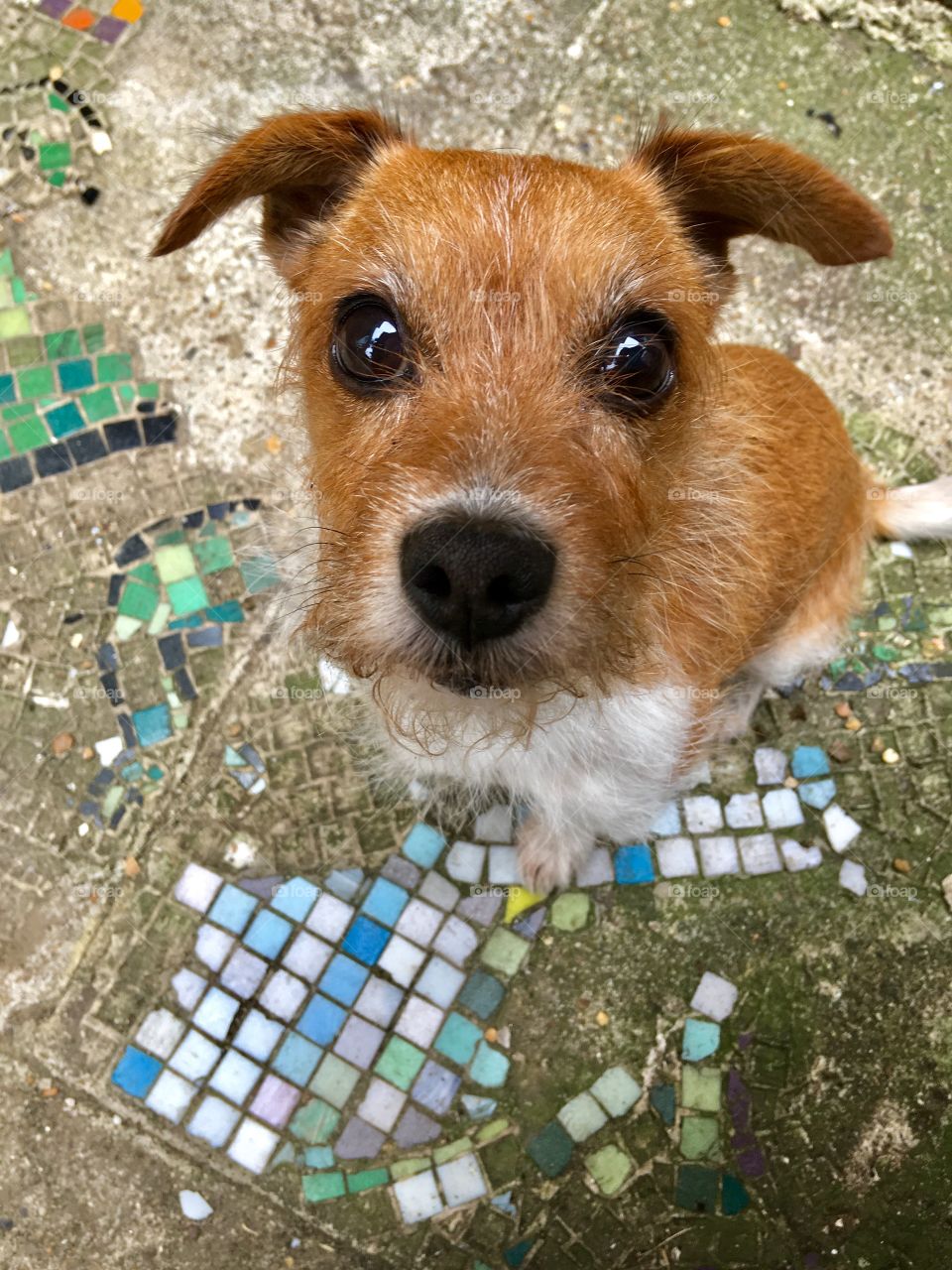 Cute dog needs help with jigsaw puzzle.