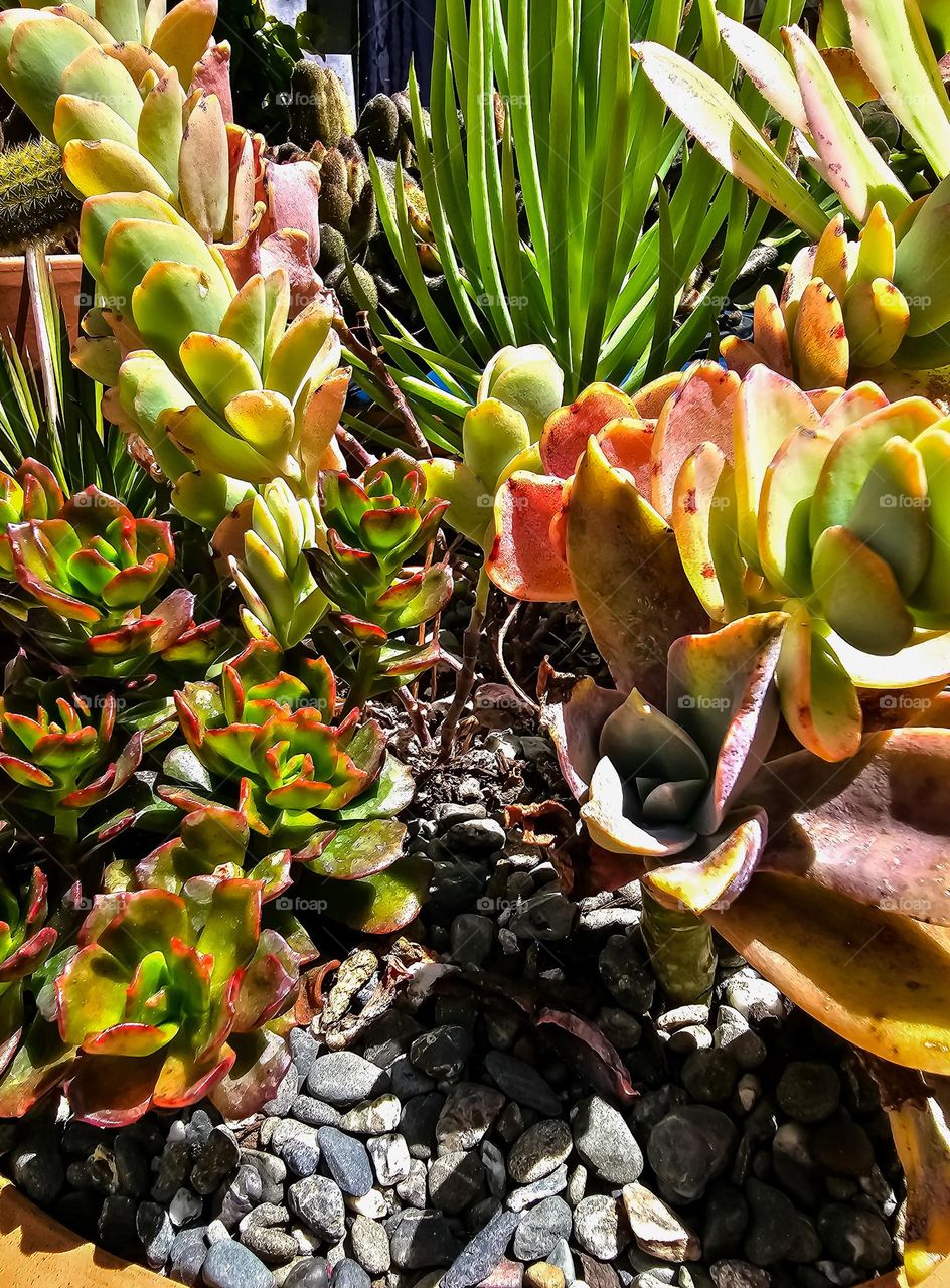 Beautiful succulents potted in a variety of water saving plants, a mini garden to enliven any home