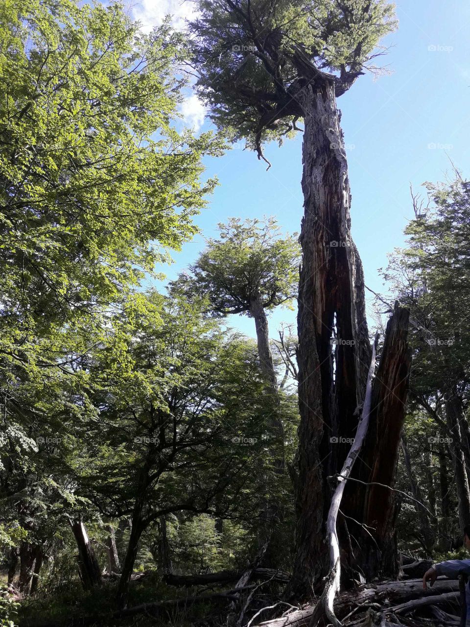 andean patagonian forest