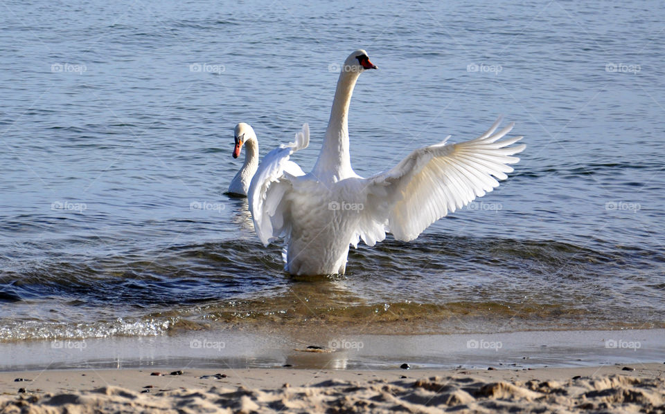 Beautiful swan 