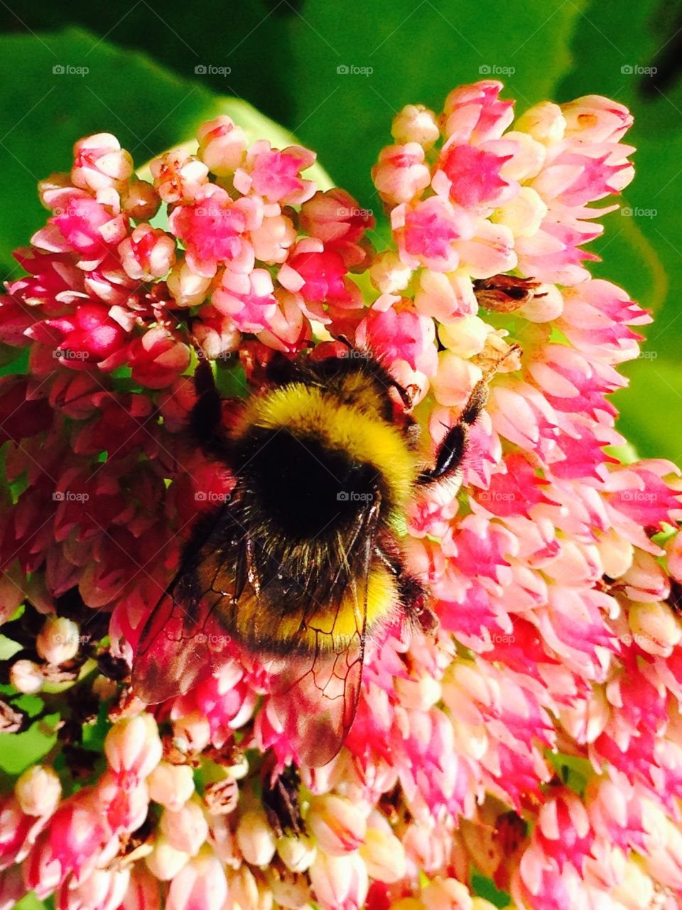 Bumblebee. Bumblebee