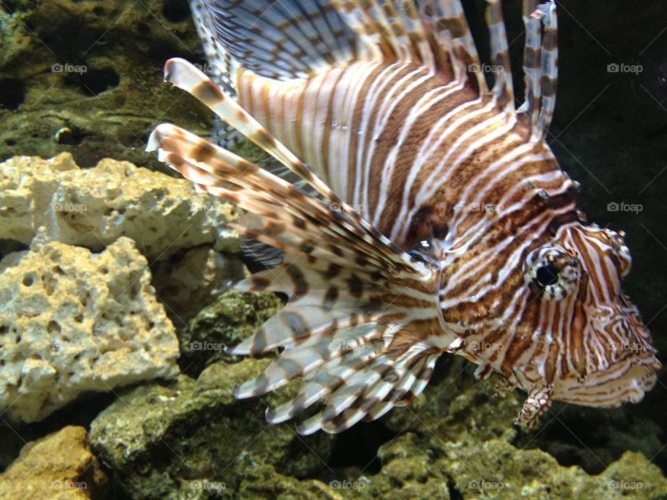 Lionfish. Lionfish 