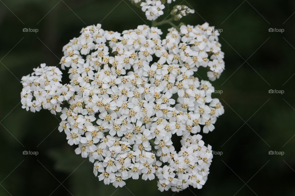 A macro shot of the flower of a common yarrow plant growing in the shade of a nootka rose shrub in a seaside meadow full of wildflowers.