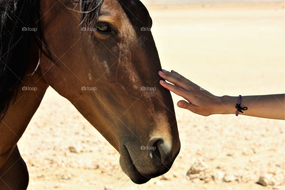 Close-up of human's hand touching horse
