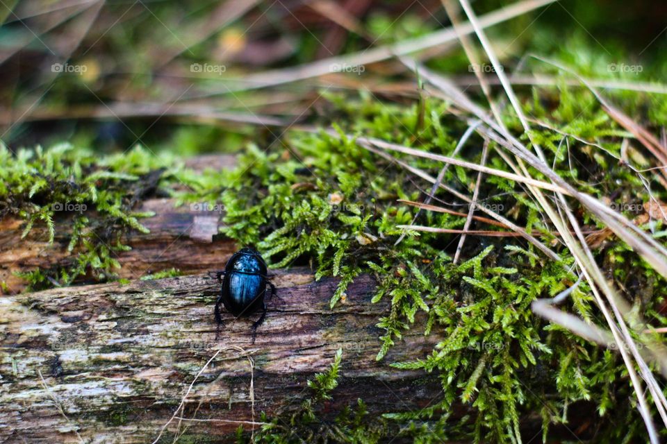 beetles in the forest