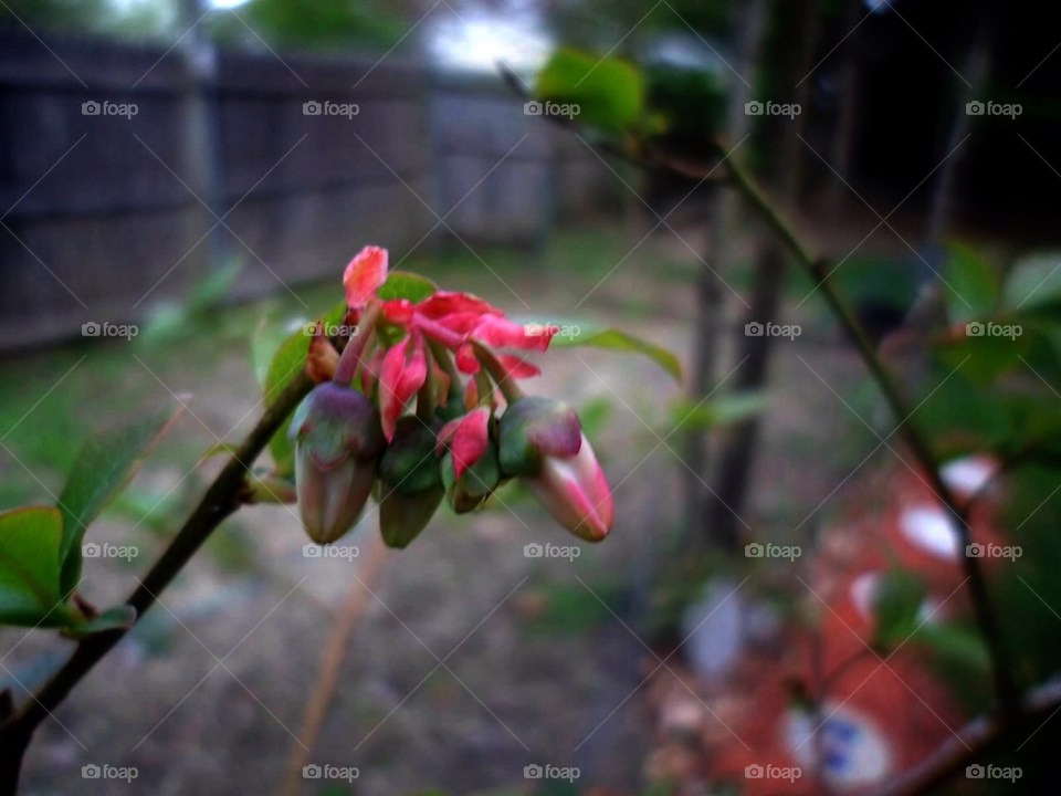 flowers garden pink fence by jmh