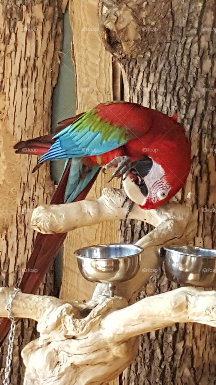 Captive Scarlet Macaw