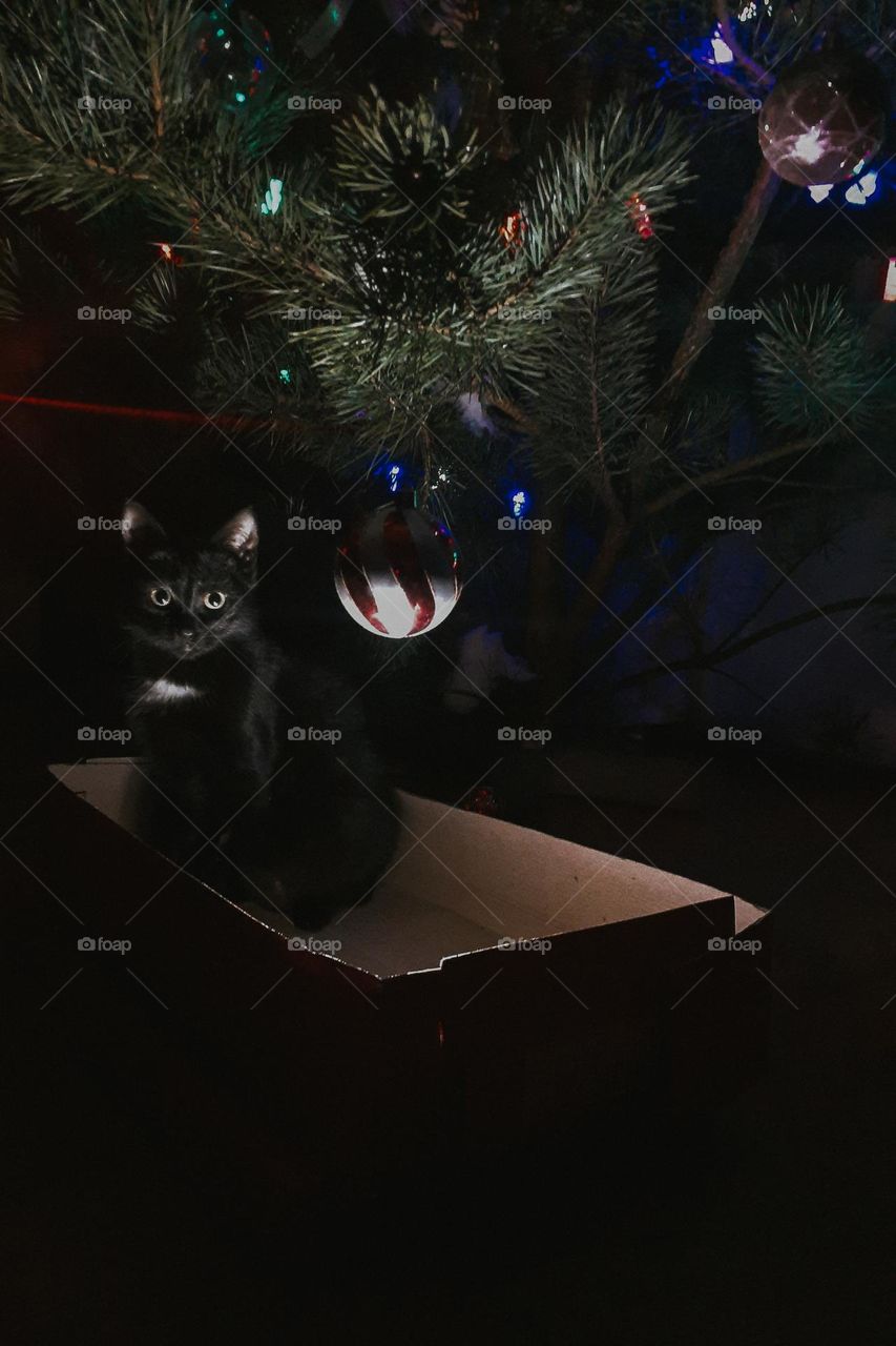 original, unusual photo of a black cat sitting in a box under a Christmas tree