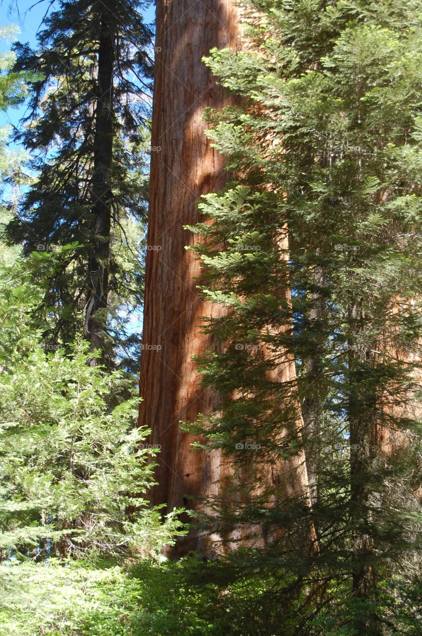 Giant Trees