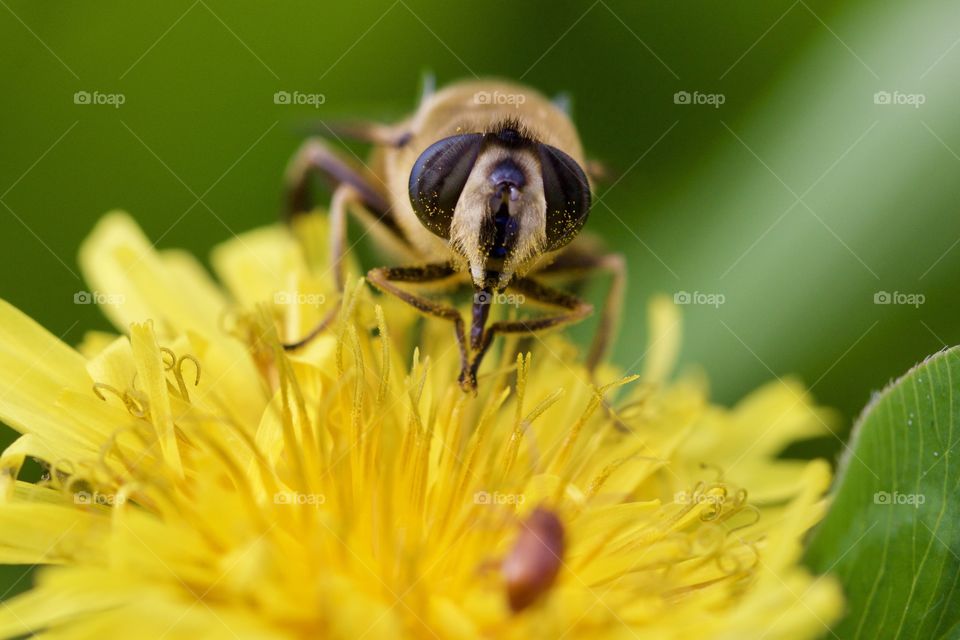 Bee Feeding From Flower