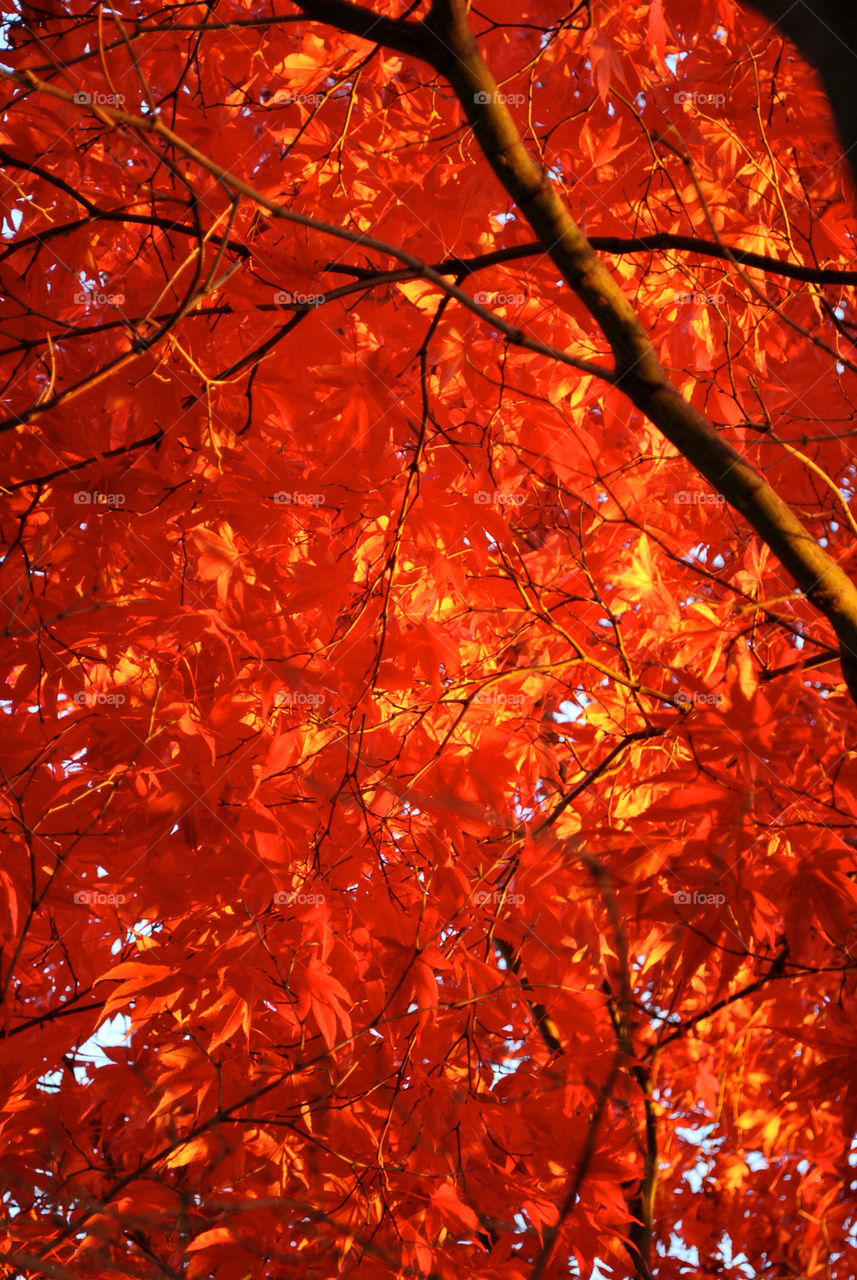 yellow red leaves fall by hiro