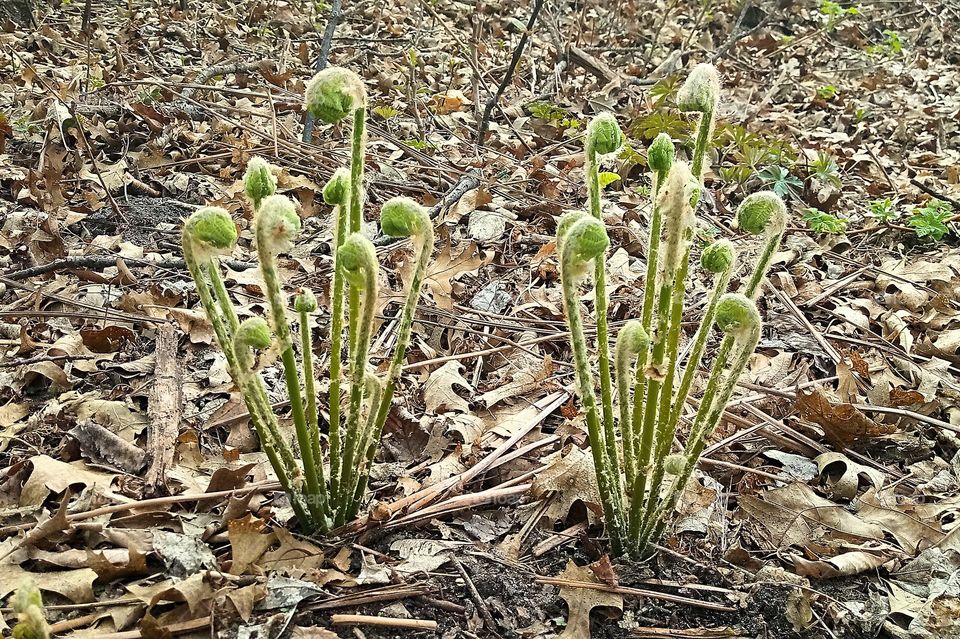 two baby ferns beginning to unfurl their leaves
