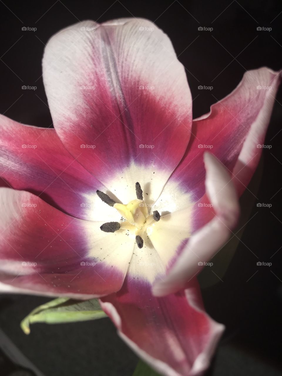 Tulip flower beauty and uniqueness ❤️
