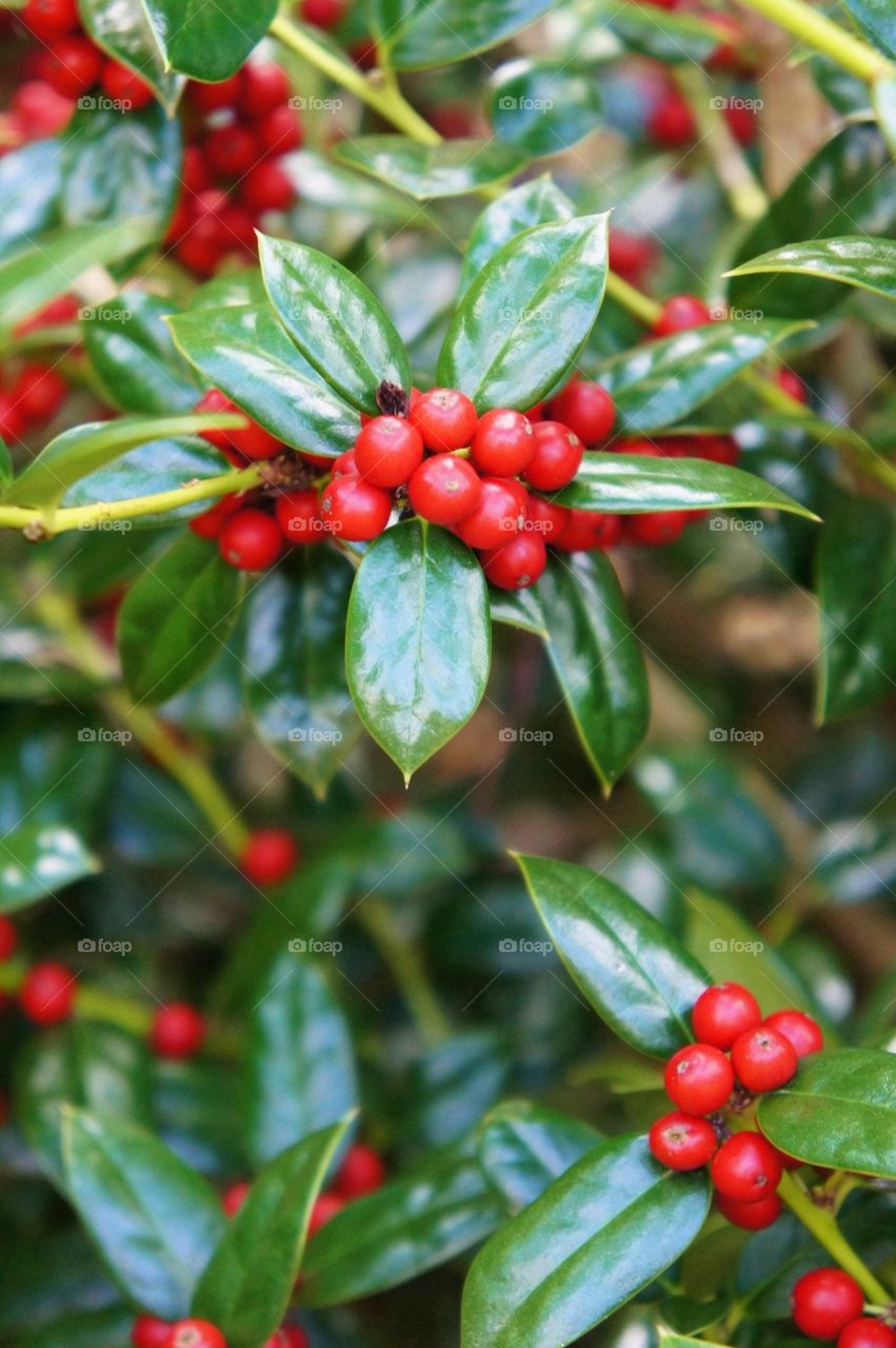 Close-up of red berries growing on tree