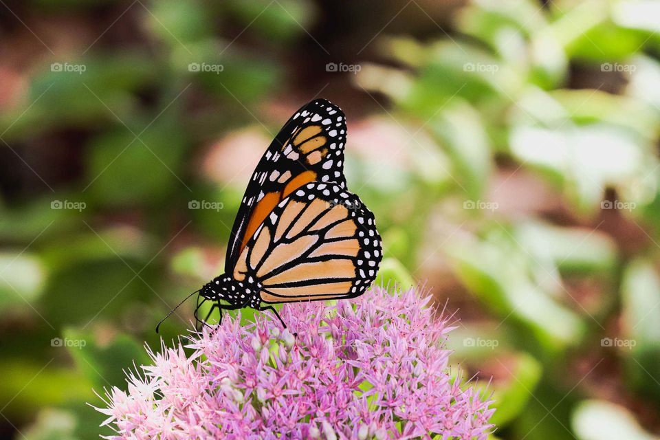 beautiful monarch on pink flower