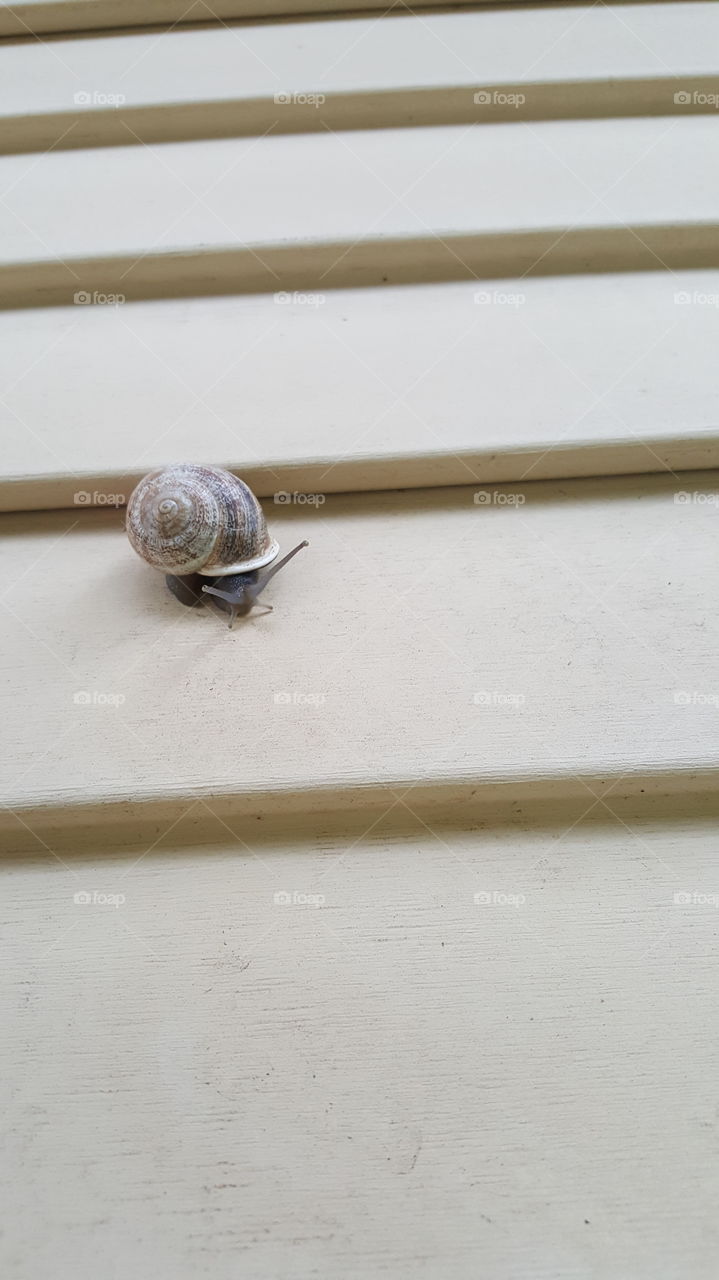snail