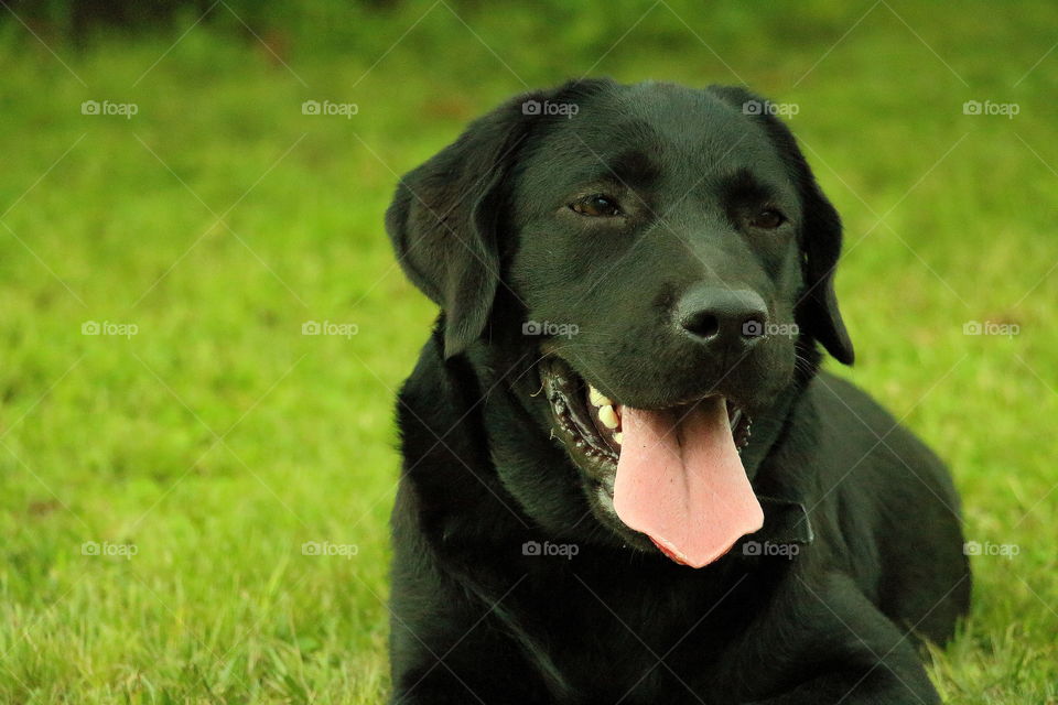 black labrador