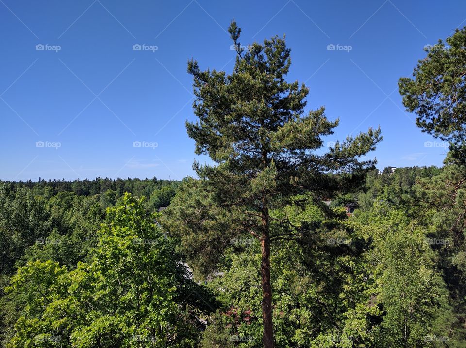 No Person, Tree, Nature, Outdoors, Landscape