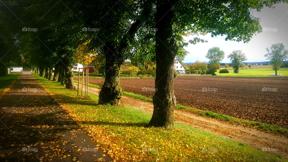 Landscape, Road, Guidance, Tree, Fall