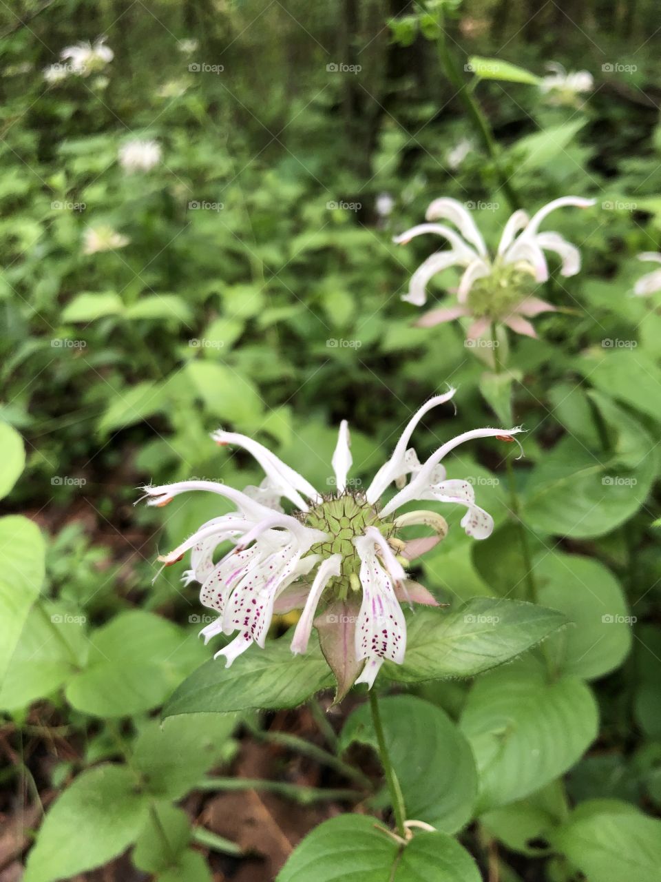 Patch of unique wildflowers in woods 