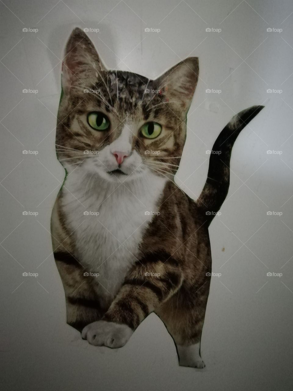 Котик картинка с корма