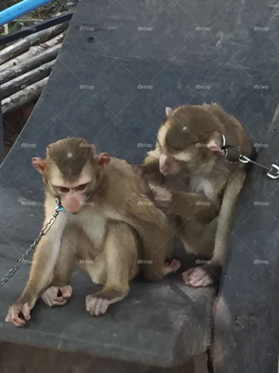 Monkey cleaning his buddy