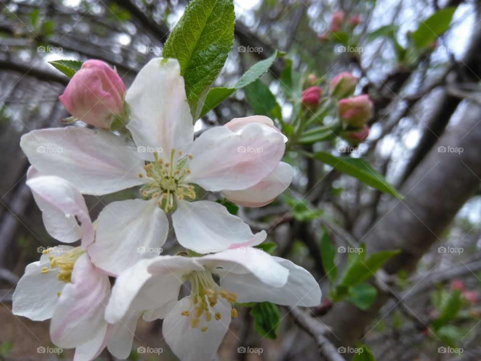 Classic crab apple blossoms and buds