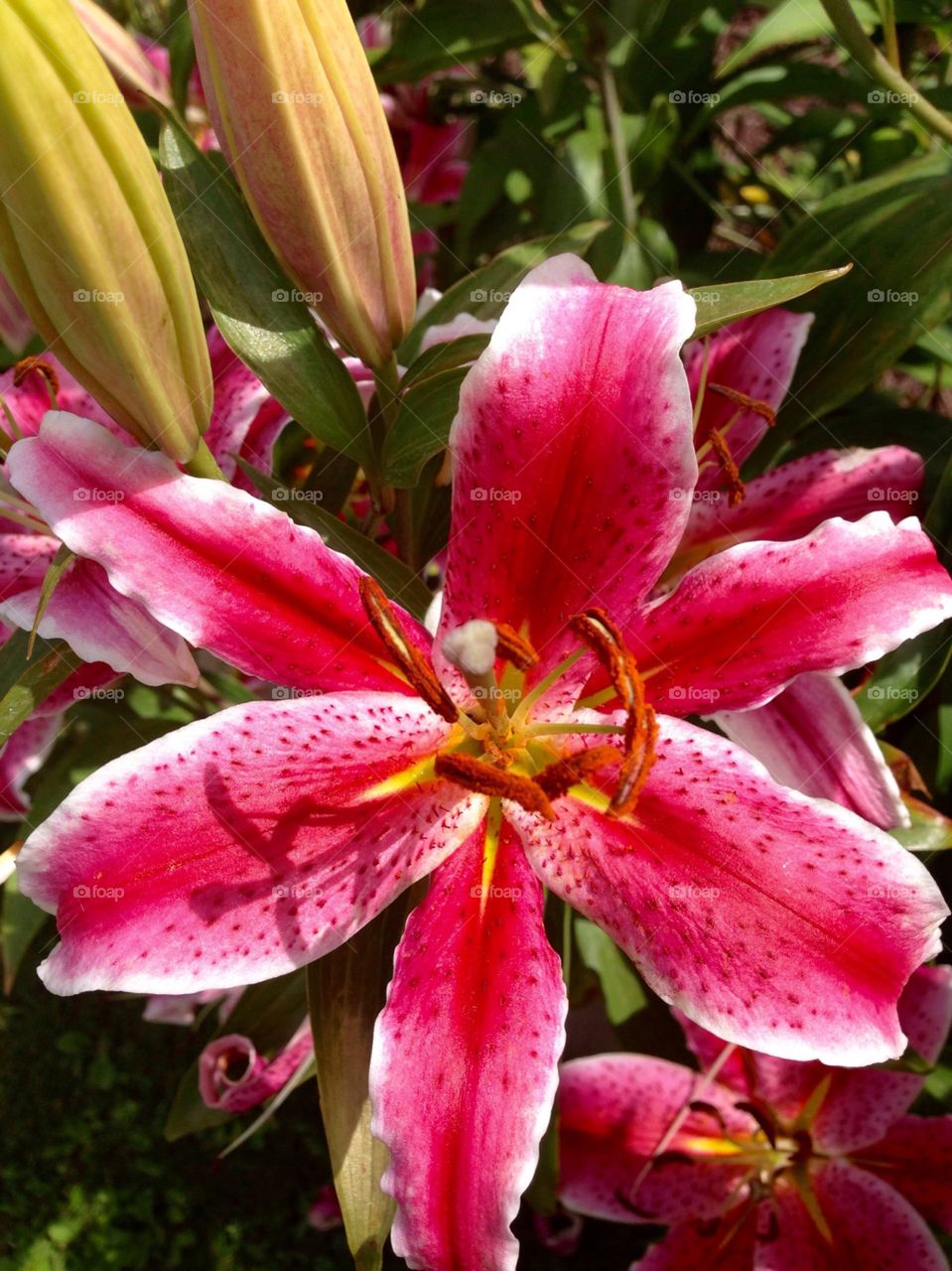 Lily in bloom