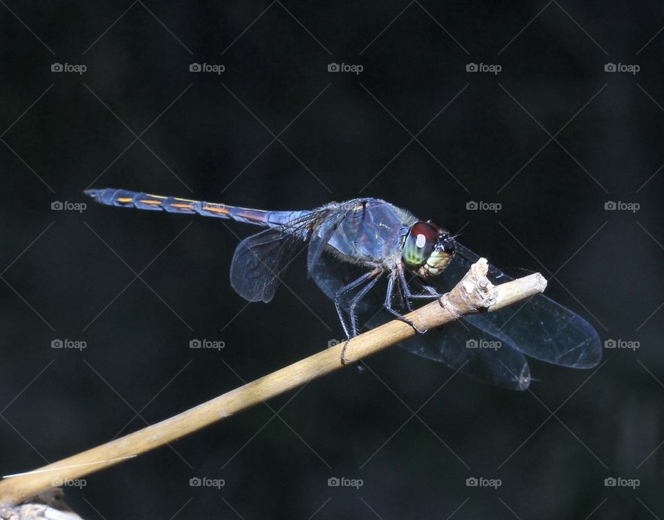 Close-up of dragonfly on stick