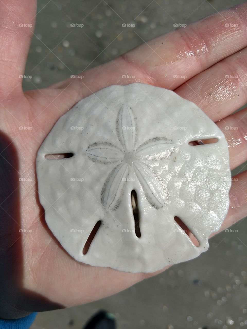 Sand dollar