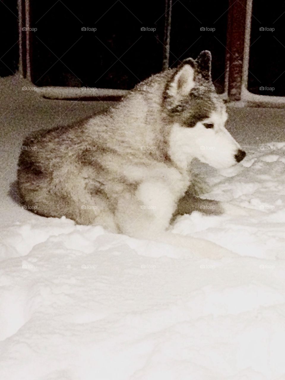 Incredible Husky Dogs