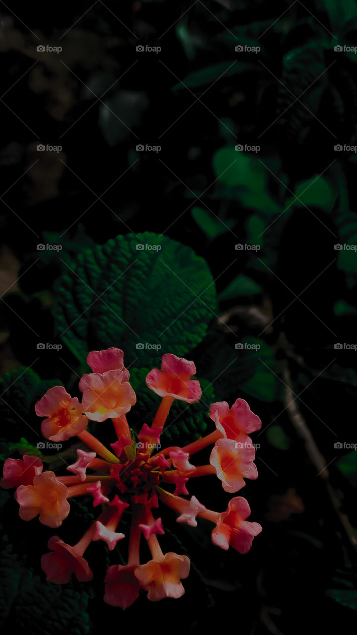 Let your joy burst forth, like flowers in the spring