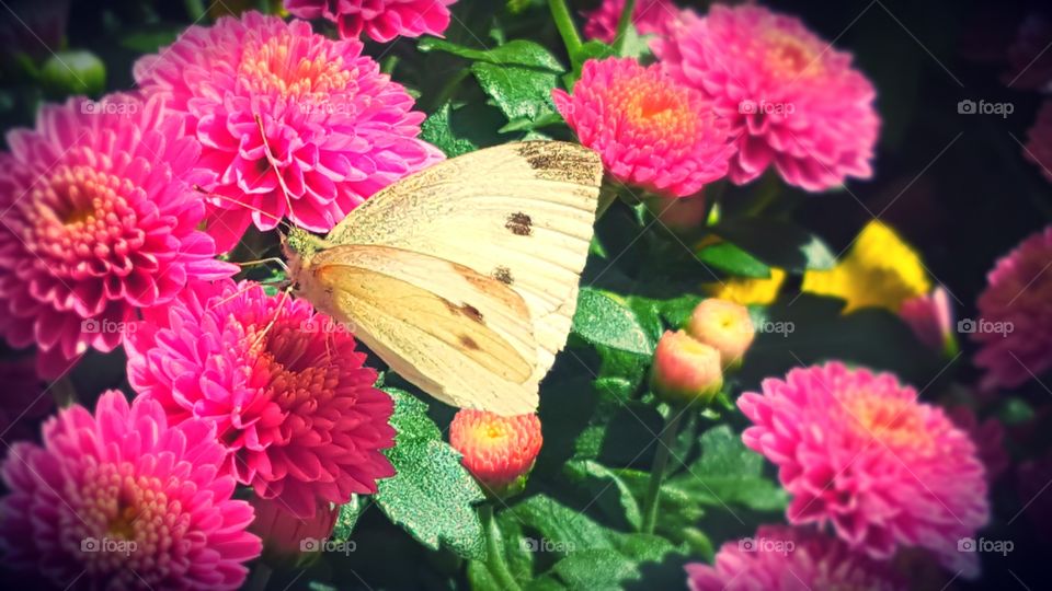 Yellow Butterfly