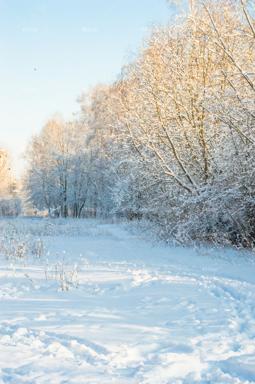 Forest in every season