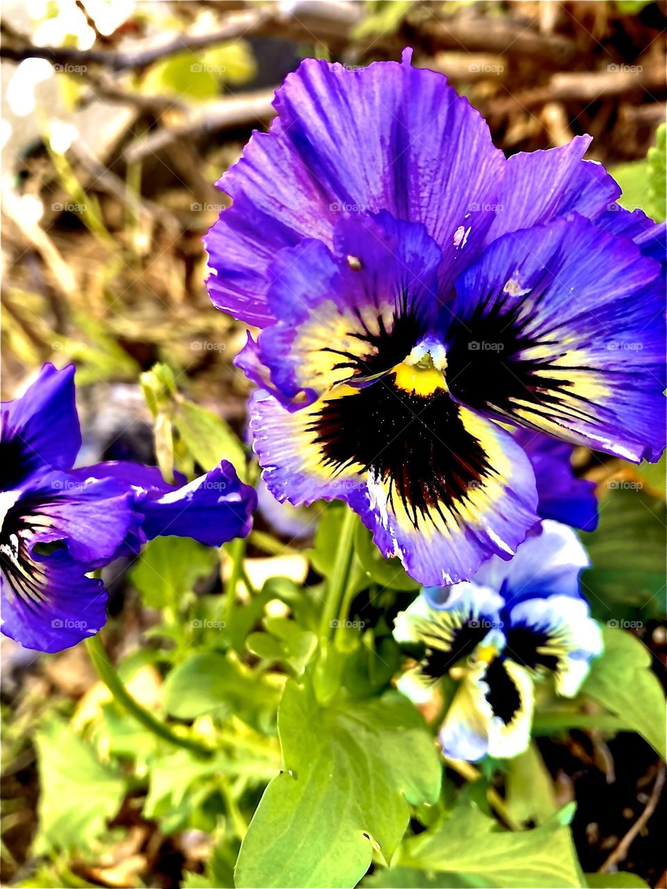 Springtime purple pansies 