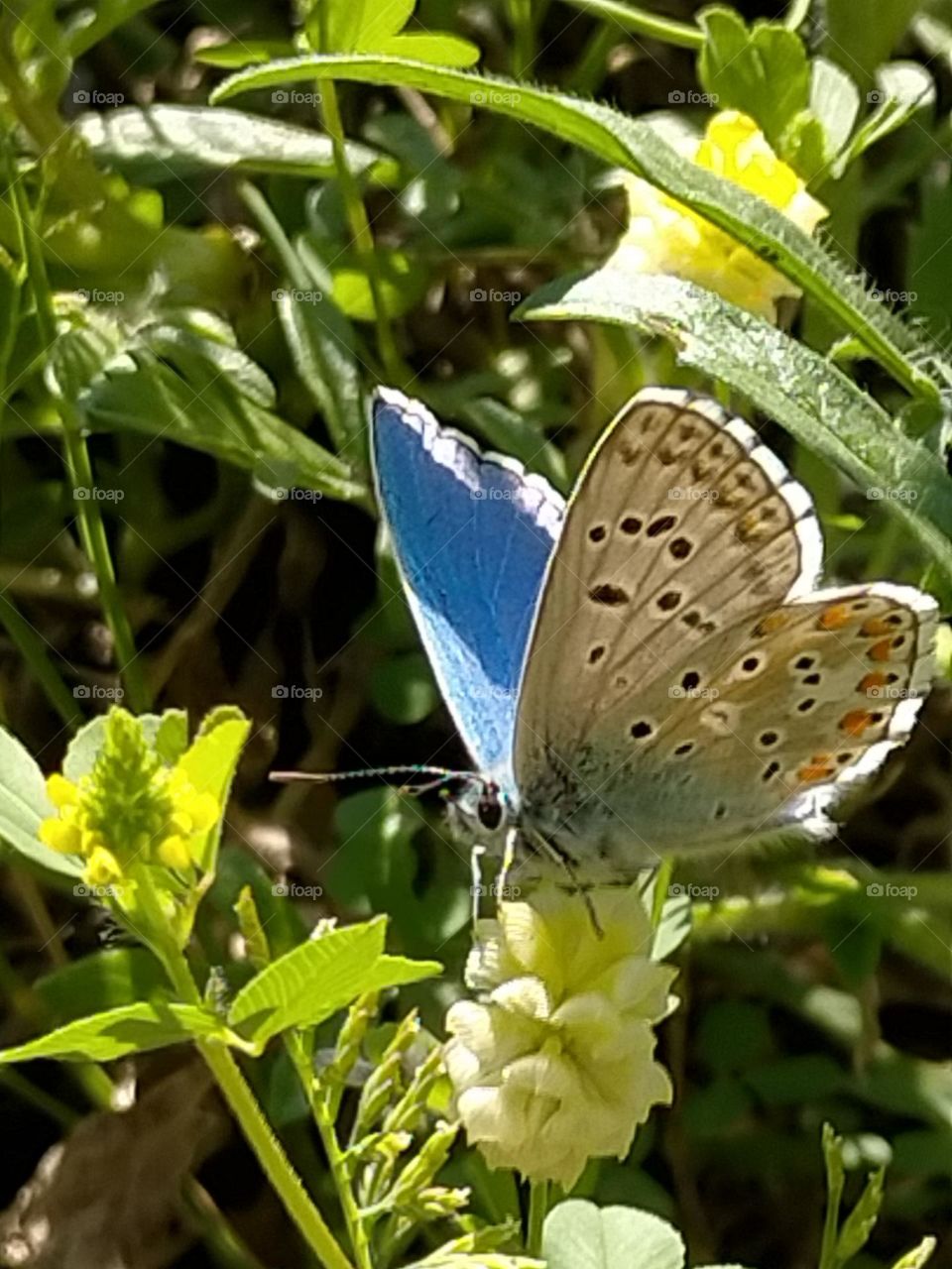 The return of the blue butterfly