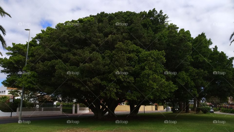 the Big tree