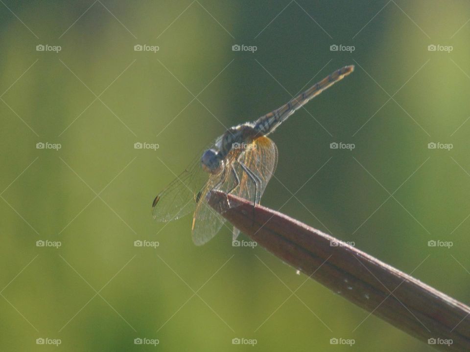 Dragonfly Trithemis