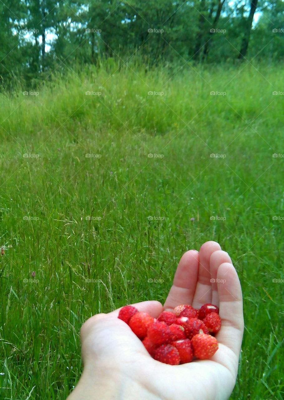 Food, Summer, Grass, Fruit, Nature