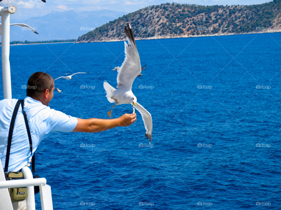 travel bird sea seagull by tediiliescu