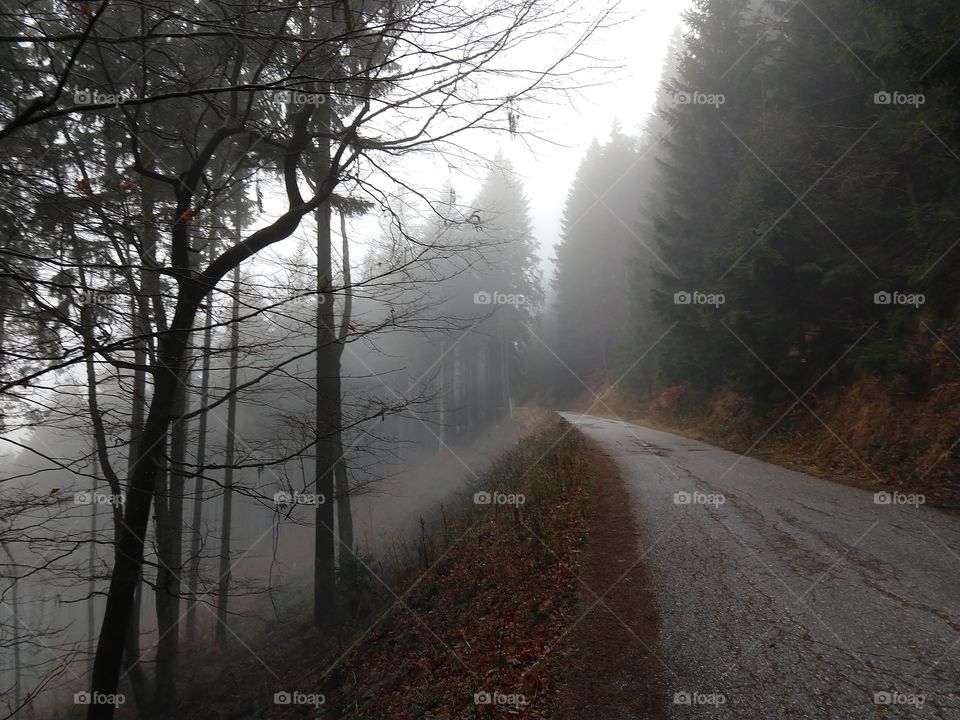 Mist in the woods during autumn. Slovakia
