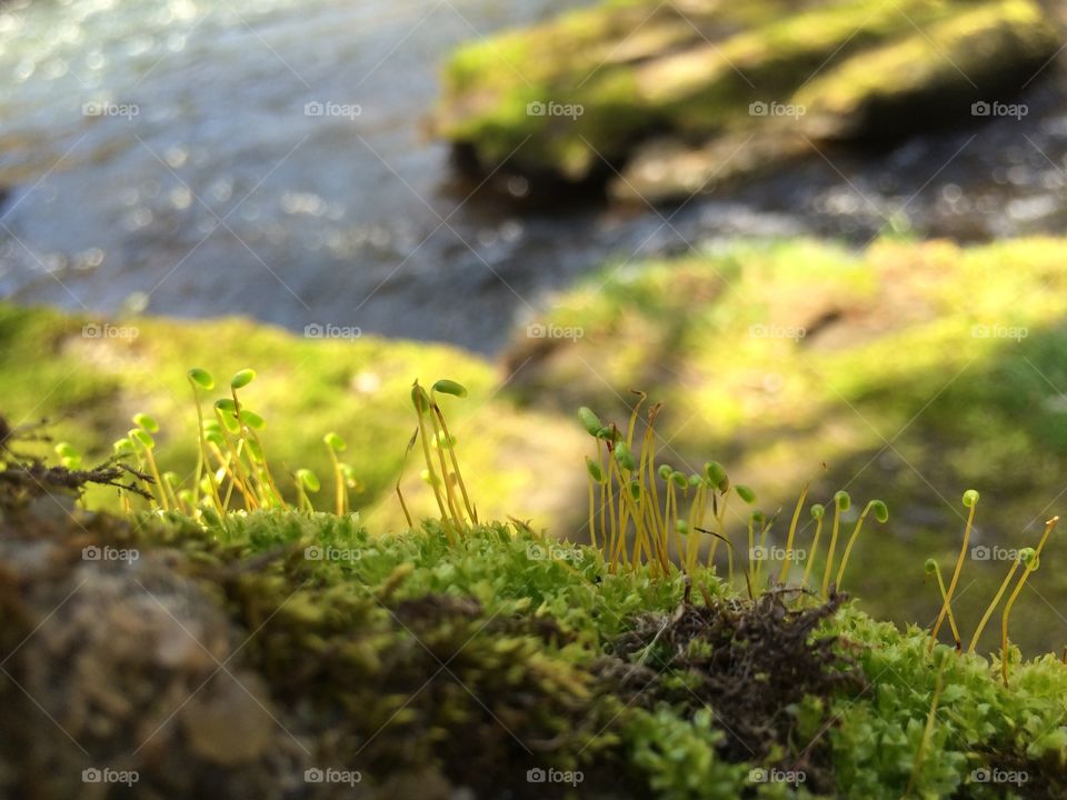 Moss and stone 2