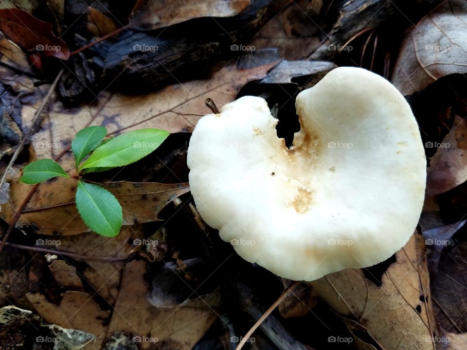 contrasts.  new leaves springing from the ground covered by fallen leaves.  a mushroom nourished by decaying wood.